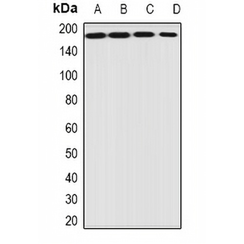 EIF3A Rabbit Polyclonal Antibody