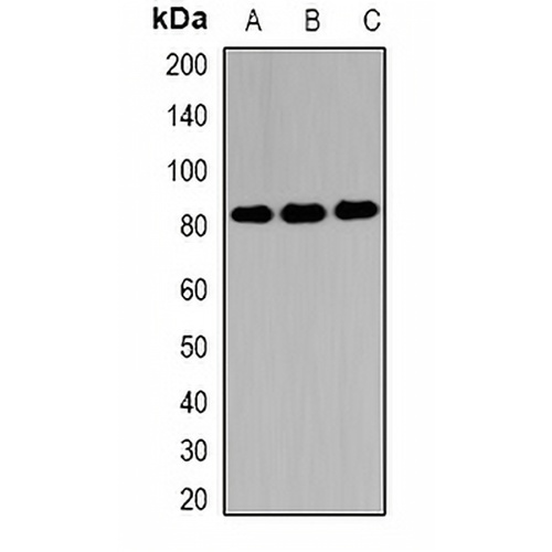 EIF4B Rabbit Polyclonal Antibody