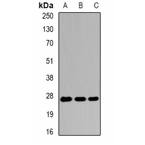 EIF6 Rabbit Polyclonal Antibody