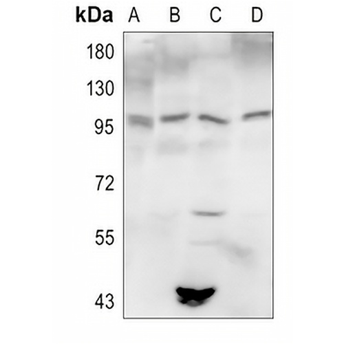Autotaxin Rabbit Polyclonal Antibody
