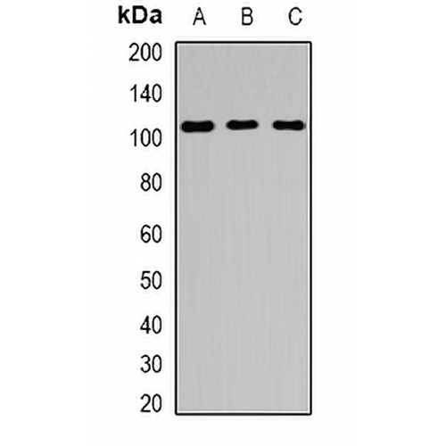 EPS15R Rabbit Polyclonal Antibody