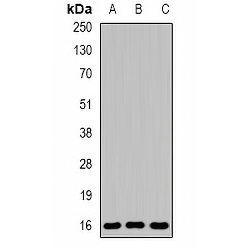EVA1A Rabbit Polyclonal Antibody