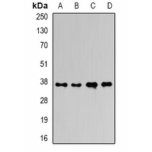Ficolin 1 Rabbit Polyclonal Antibody