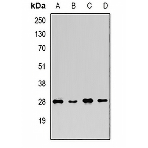 FGF14 Rabbit Polyclonal Antibody