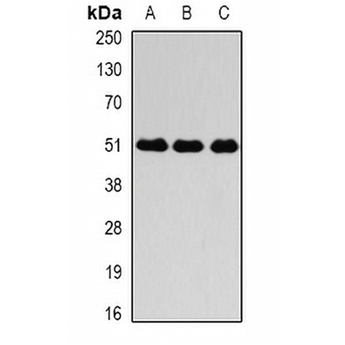 Fibrinogen gamma Rabbit Polyclonal Antibody