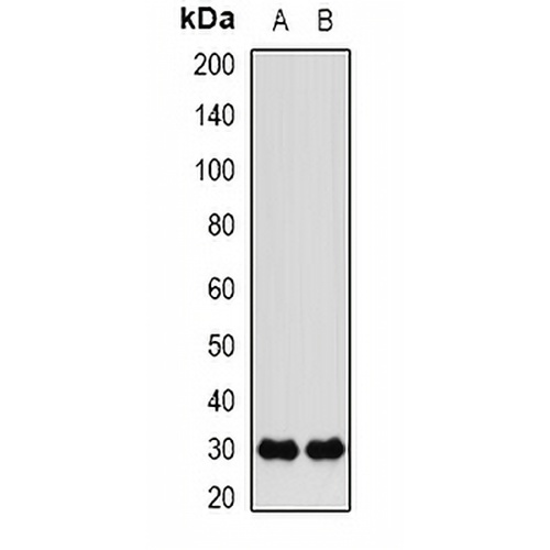 FKBP3 Rabbit Polyclonal Antibody
