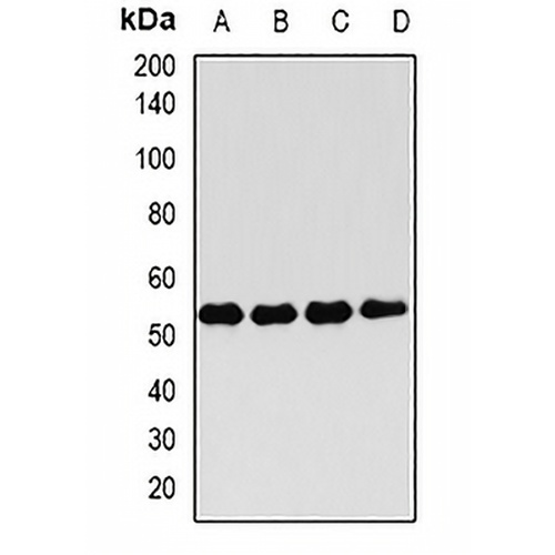 FKBP4 Rabbit Polyclonal Antibody