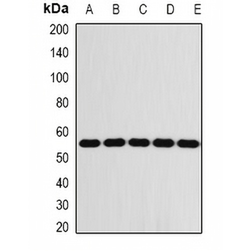 FKBP8 Rabbit Polyclonal Antibody