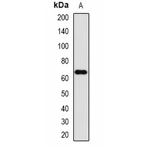 FMO3 Rabbit Polyclonal Antibody