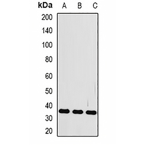 FRZB Rabbit Polyclonal Antibody