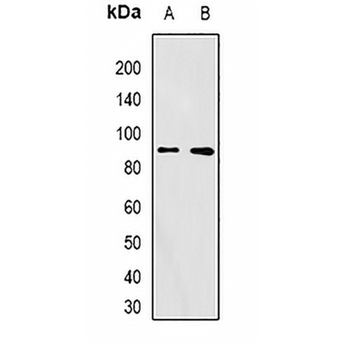 FURIN Rabbit Polyclonal Antibody