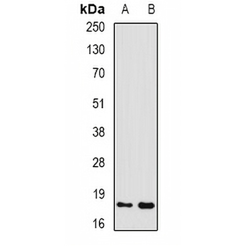 GADD45 alpha Rabbit Polyclonal Antibody