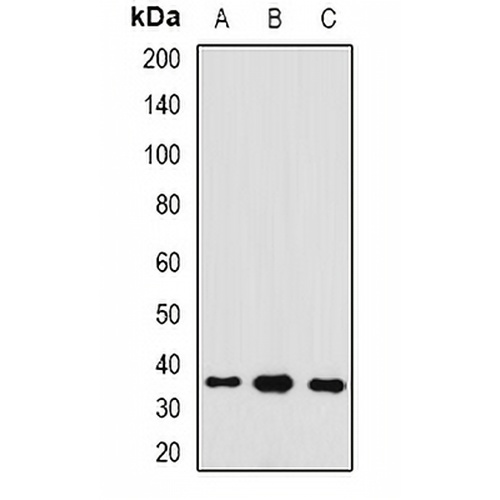 GAS2 Rabbit Polyclonal Antibody