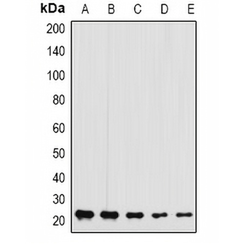 GFER Rabbit Polyclonal Antibody