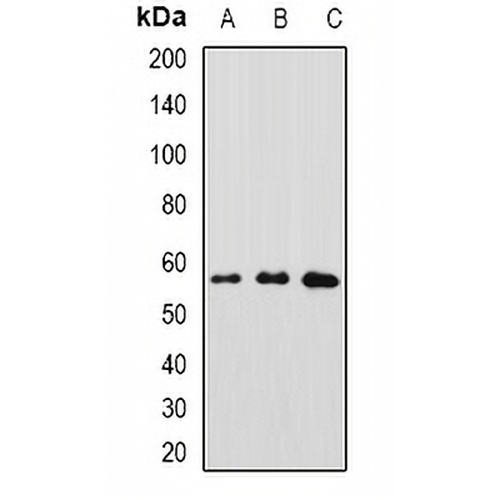 GFRA1 Rabbit Polyclonal Antibody