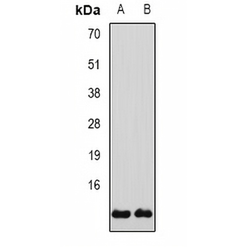 Glutaredoxin Rabbit Polyclonal Antibody