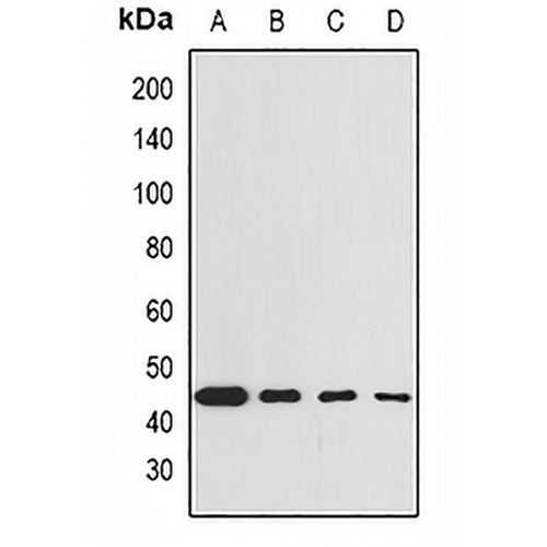 GNA13 Rabbit Polyclonal Antibody