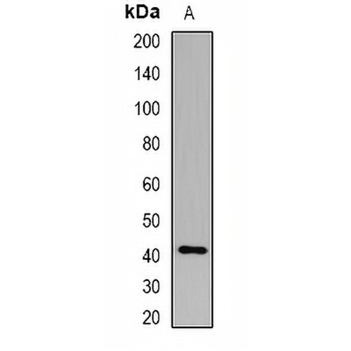 GNAI3 Rabbit Polyclonal Antibody