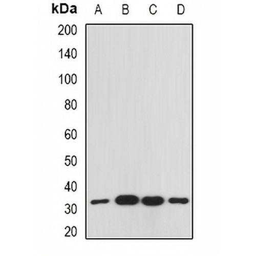 RACK1 Rabbit Polyclonal Antibody
