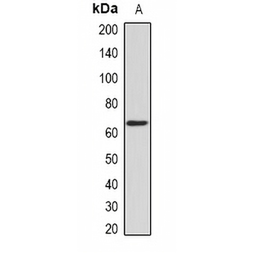 Nucleostemin Rabbit Polyclonal Antibody