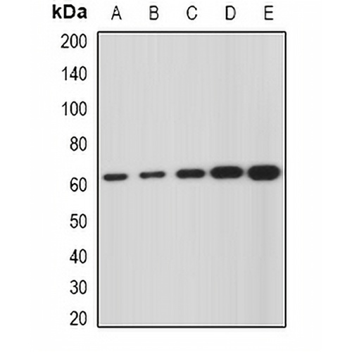 GNS Rabbit Polyclonal Antibody