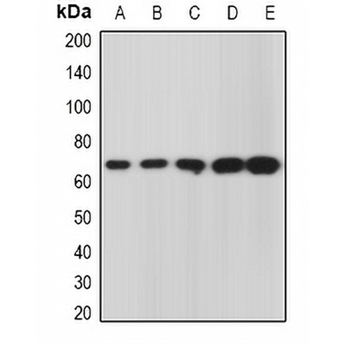 GRASP65 Rabbit Polyclonal Antibody