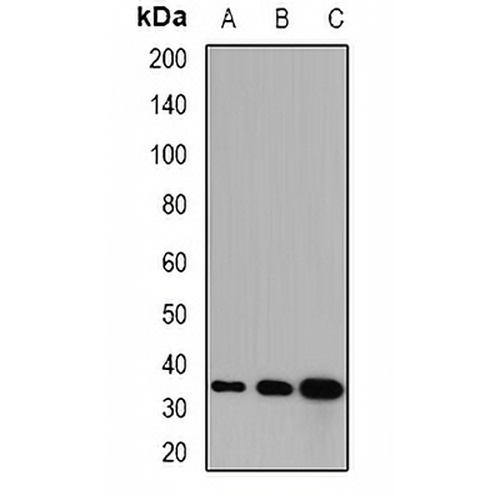 GPD1 Rabbit Polyclonal Antibody
