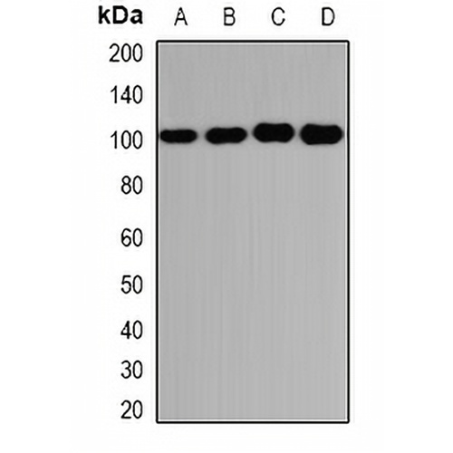 GLUR3 Rabbit Polyclonal Antibody