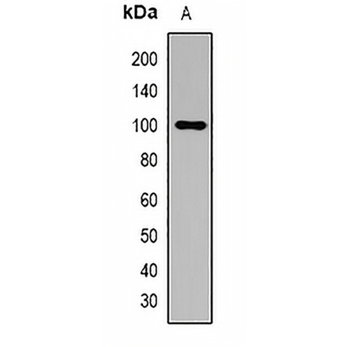 Gelsolin Rabbit Polyclonal Antibody