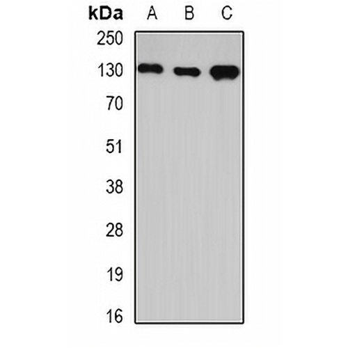 GTF2I Rabbit Polyclonal Antibody