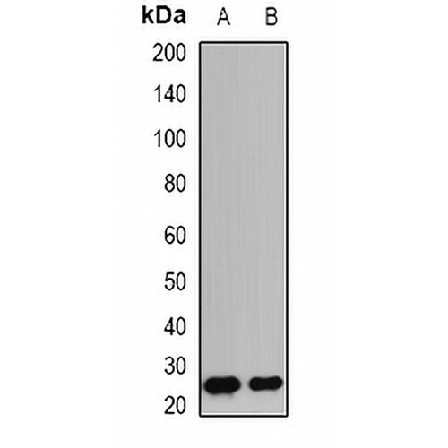 Granzyme B Rabbit Polyclonal Antibody