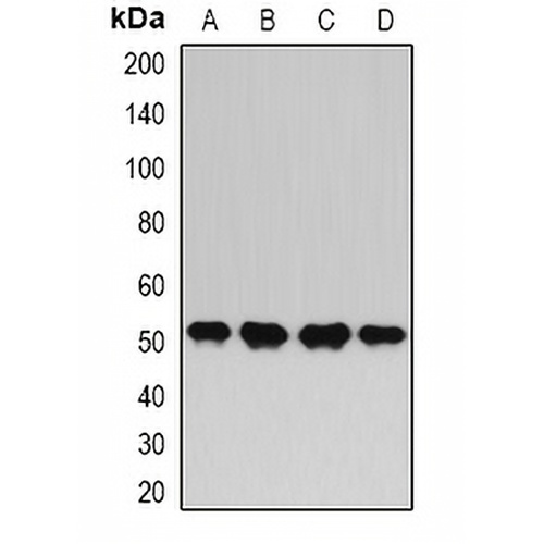 HAPLN1 Rabbit Polyclonal Antibody