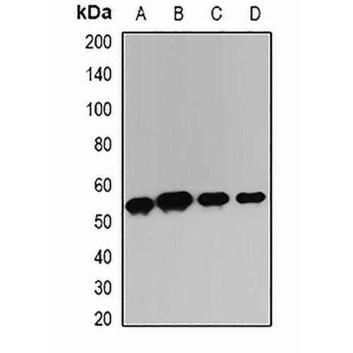 TIM3 Rabbit Polyclonal Antibody