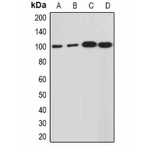 HCN1 Rabbit Polyclonal Antibody