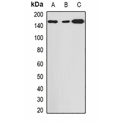 Histone Deacetylase 9 Rabbit Polyclonal Antibody