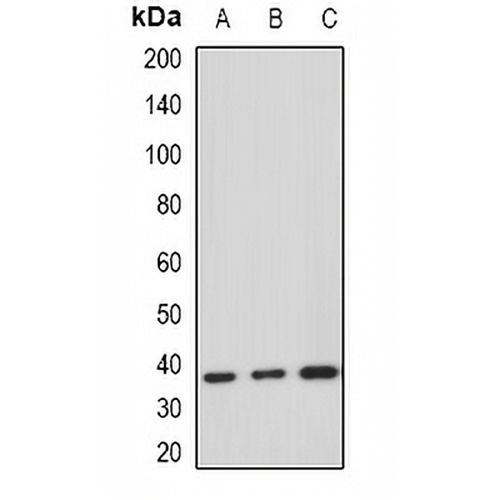 HDGF Rabbit Polyclonal Antibody