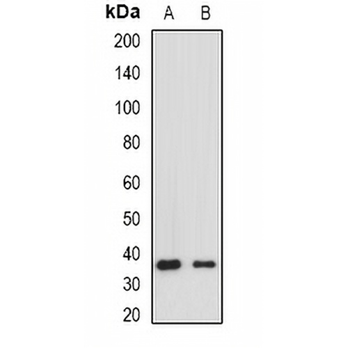 HLA-DRA Rabbit Polyclonal Antibody