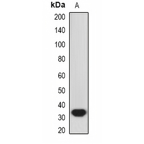 HO-1 Rabbit Polyclonal Antibody