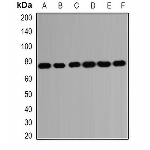 HSPA2 Rabbit Polyclonal Antibody