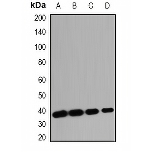 OMI Rabbit Polyclonal Antibody