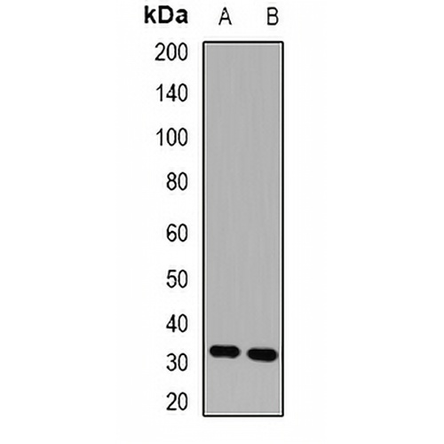 HUS1 Rabbit Polyclonal Antibody