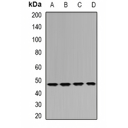 IDH1 Rabbit Polyclonal Antibody