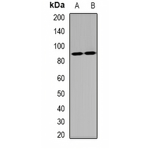 IFI16 Rabbit Polyclonal Antibody