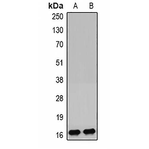 IGFBP4 Rabbit Polyclonal Antibody
