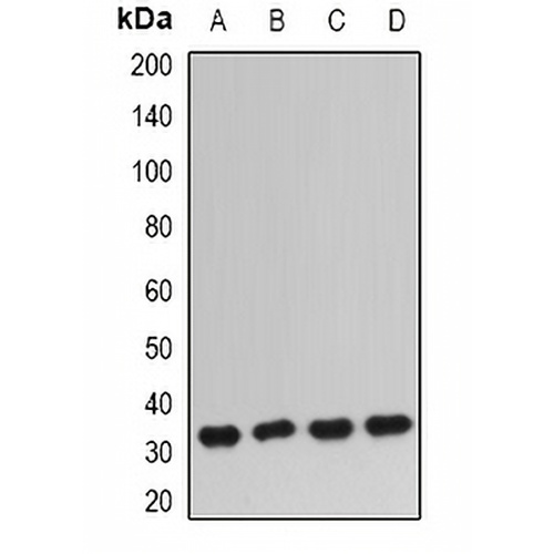 IGFBP5 Rabbit Polyclonal Antibody