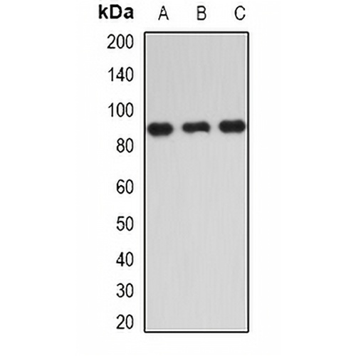 IKK epsilon Rabbit Polyclonal Antibody