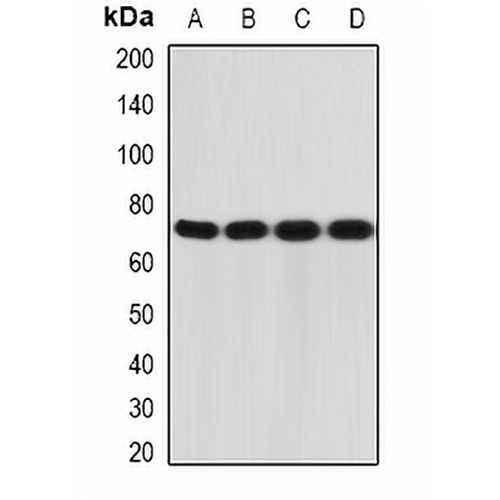 CD212 Rabbit Polyclonal Antibody