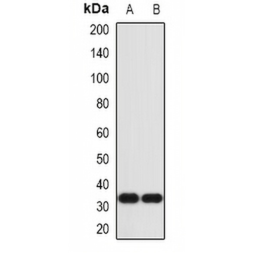 IL-1 alpha Rabbit Polyclonal Antibody
