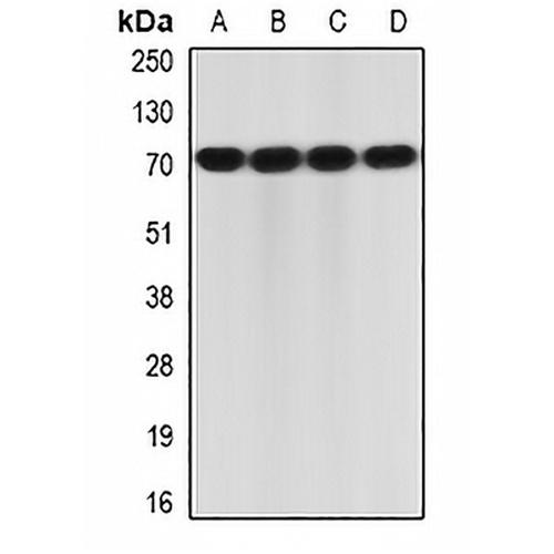 IL-23R Rabbit Polyclonal Antibody