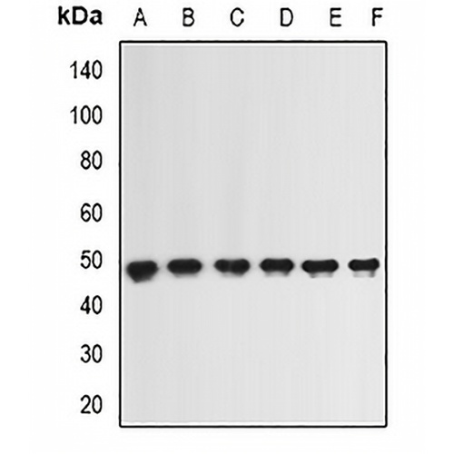 ING1 Rabbit Polyclonal Antibody